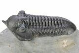 Morocconites Trilobite Fossil - Ofaten, Morocco #291846-3